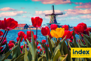 Wycieczka Amsterdam Festiwal Tulipanów - BP INDEX