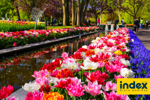 Wycieczka Amsterdam Festiwal Tulipanów - BP INDEX