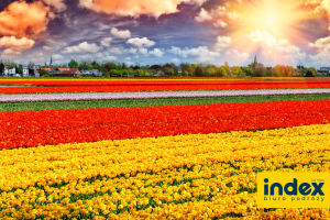 Wycieczka Amsterdam Parada Kwiatów - BP INDEX