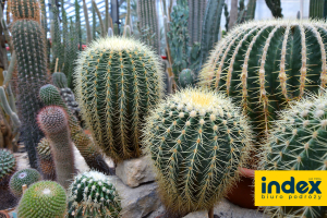 Gliwice kaktusy w Palmiarni Miejskiej - BP INDEX