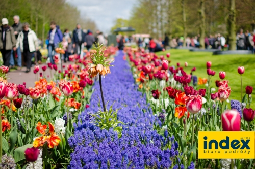 Ogrody Keukenhof